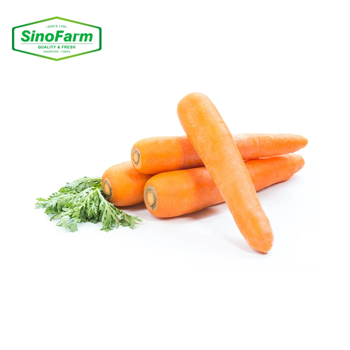 China Fresh Carrot Packed in Carton  Bulk Carrots Export Wholesale Price