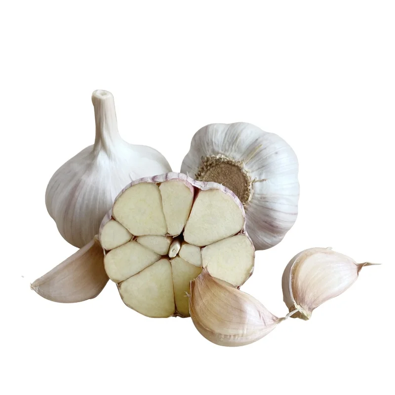 Big size 5.5-6.5cm Chinese fresh garlic wholesale white garlic garlic exporter