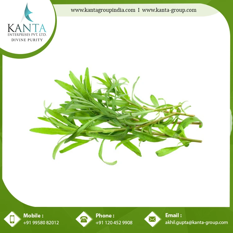 Tarragon Oil