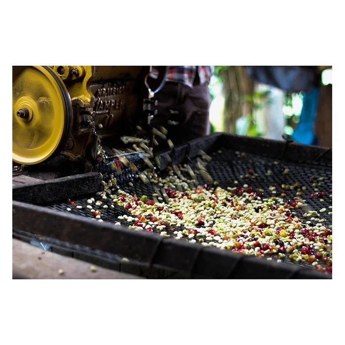 
Natural high grade roasted organic ethiopian whole fresh coffee bean 