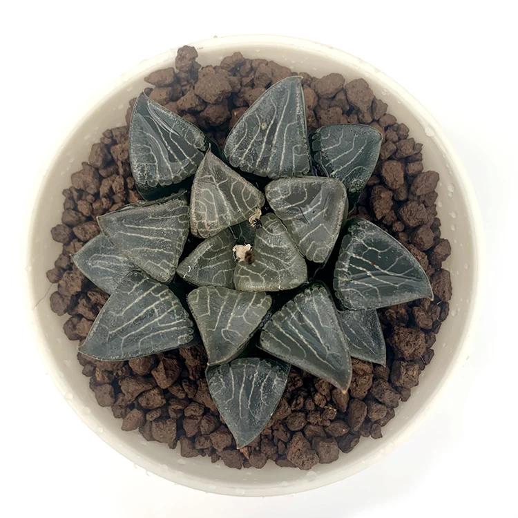 
for office Real natural plant mini succulent plants 