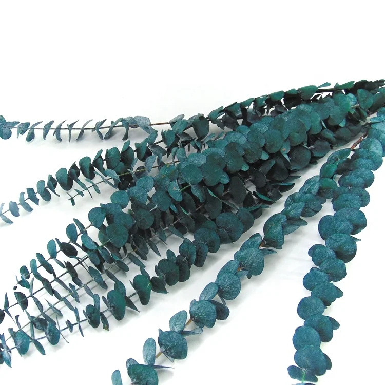 Wholesale preserved flower eucalyptus leaves flower accessories supplies preserved flower dome eucalyptus seeds