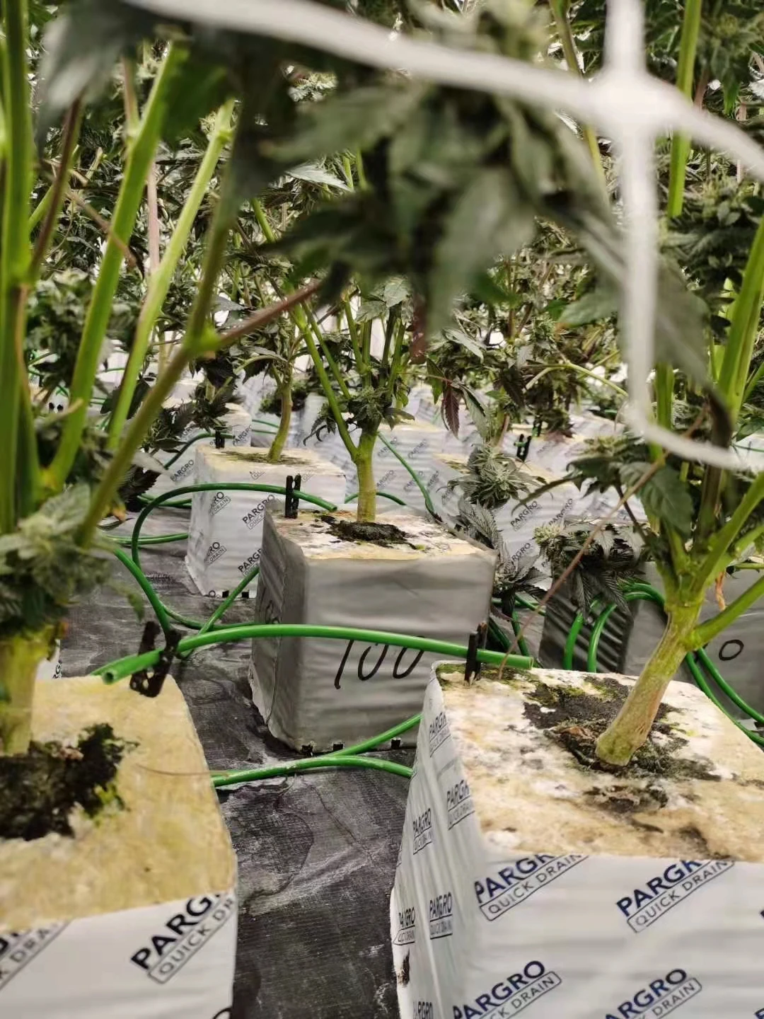 Wholesale Factory Direct Price 4 Inch Grow Block Rock Wool Hydroponic