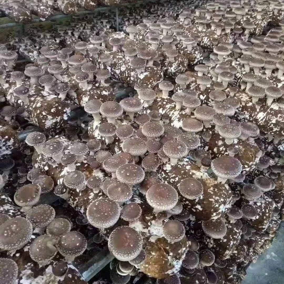 China High Yield Premium Mycelium Shiitake Mushroom Spawn Grow Bags