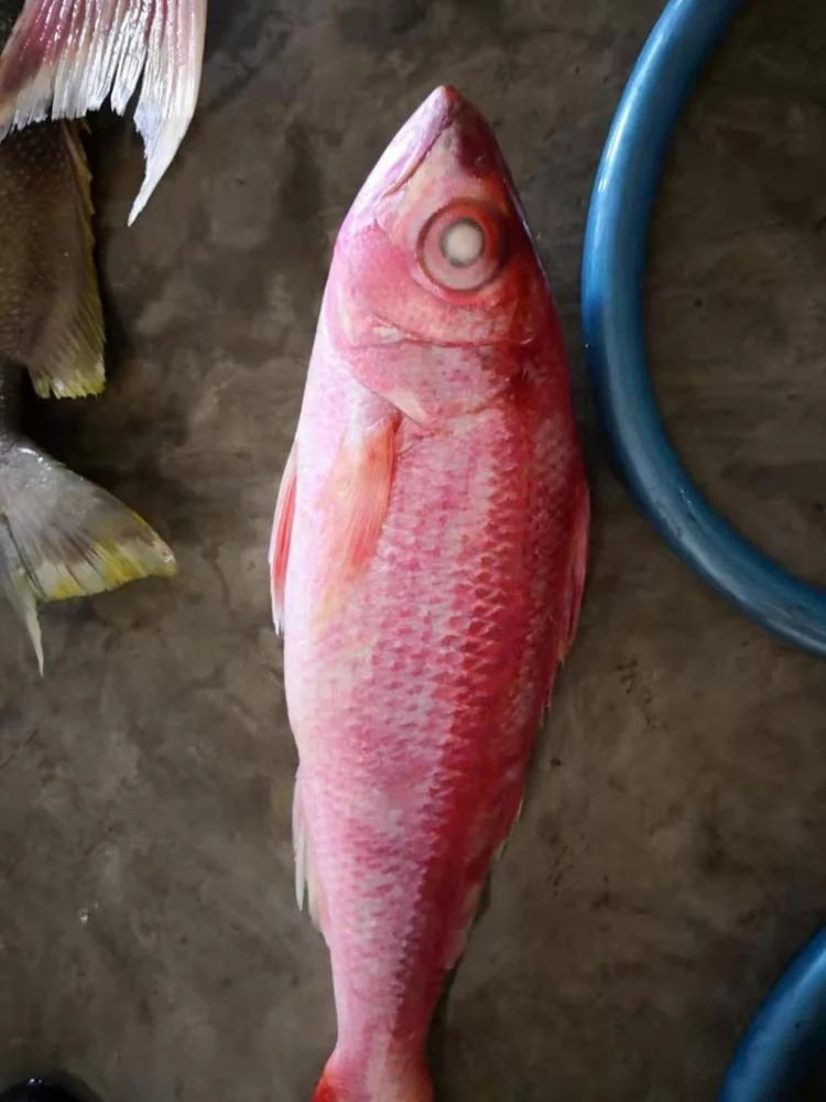Frozen Red Golden Line/ Red fish from Indonesia