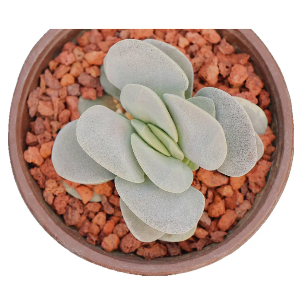 
Farm owned wholesale echeveria succulent plants live 