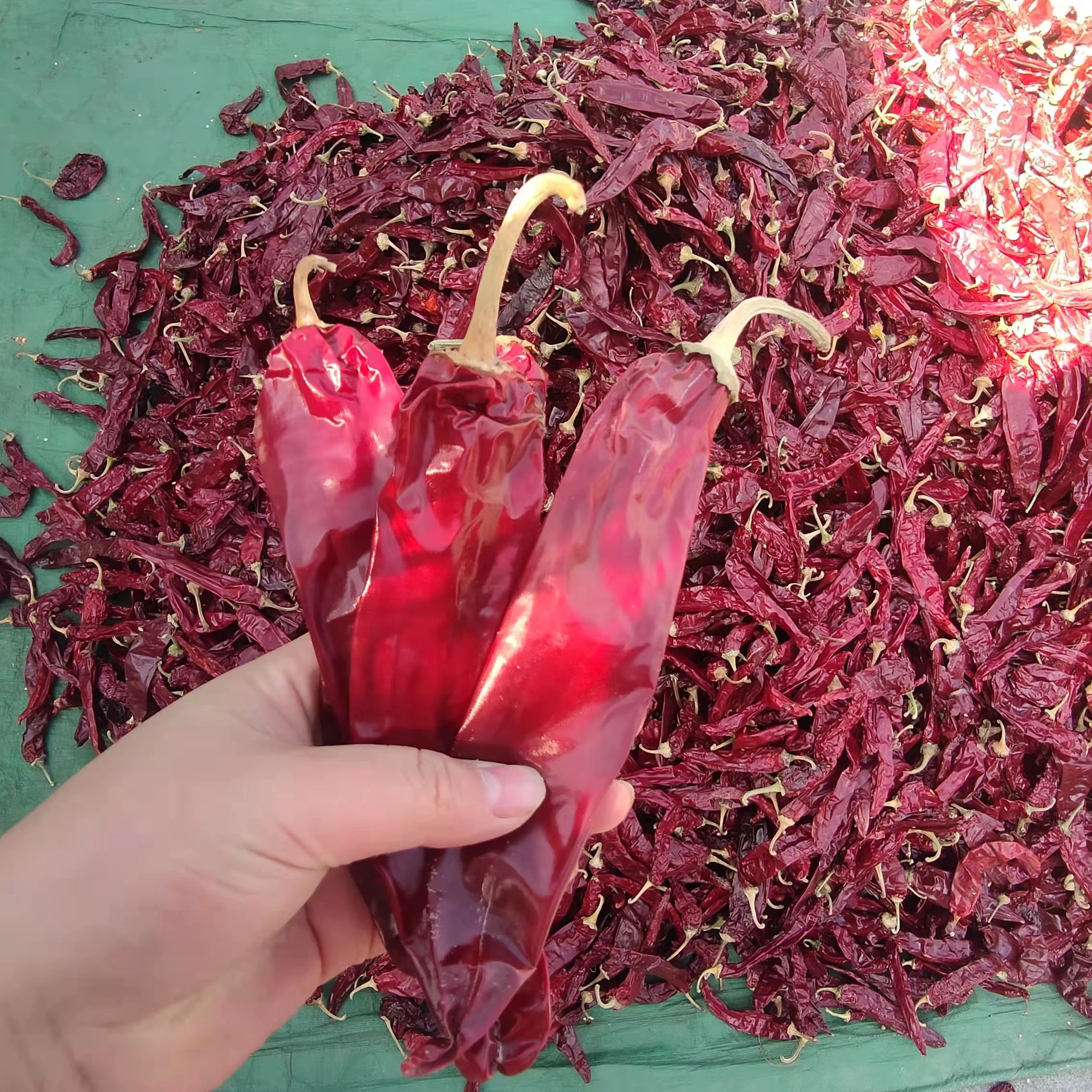 Dry Red Chili Dry Paprika Spain paprika powder Hungry paprika powder chilli supplier