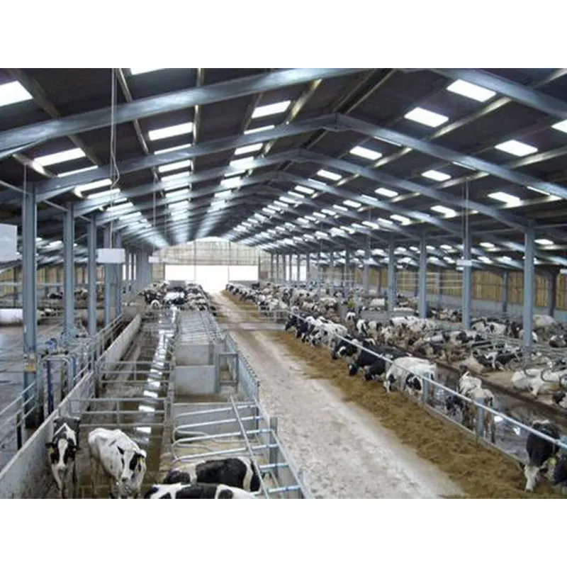 Sheds for Cow Steel Frame Structure Design Poultry Prefab Cow Farm Building Sheds Poultry House