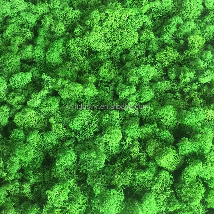 wholesale moss wall art sphagnum plant Preserved artificial moss wall panel green moss for home daily decoration