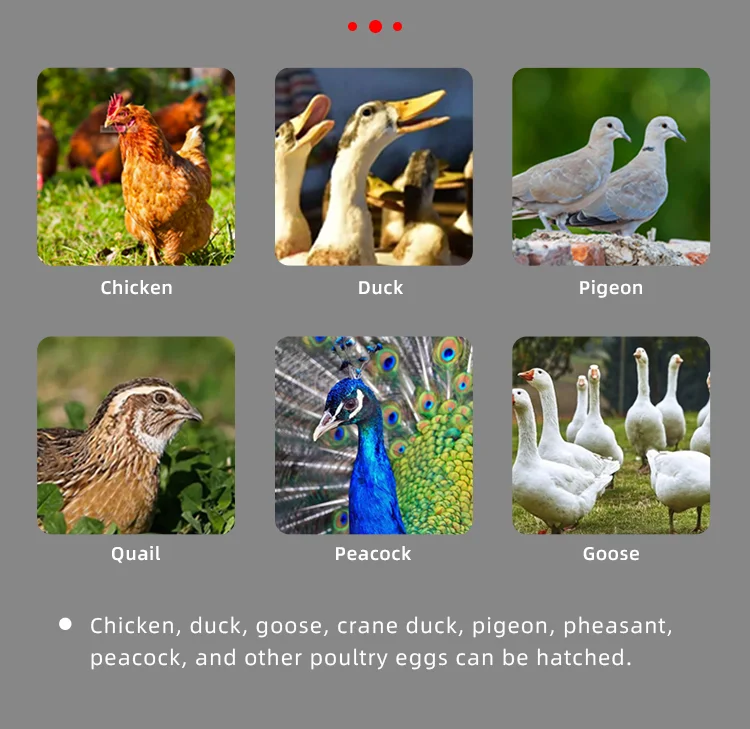 automatic 5000/6000/3000/1000/128 egg incubator