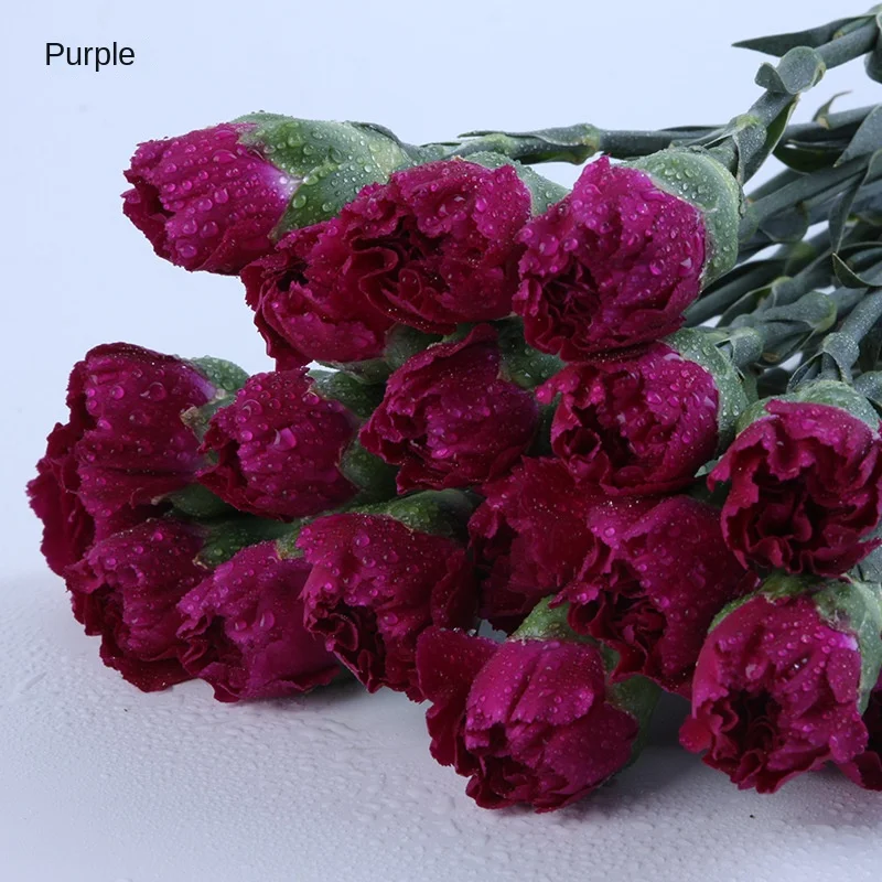 20pcs/pack Kunming Yunnan China Bulk Export Plant Carnation Fresh Cut Flower for Decoration