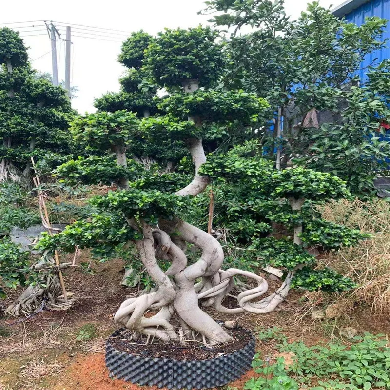 Ficus Microcarpa bonsai big