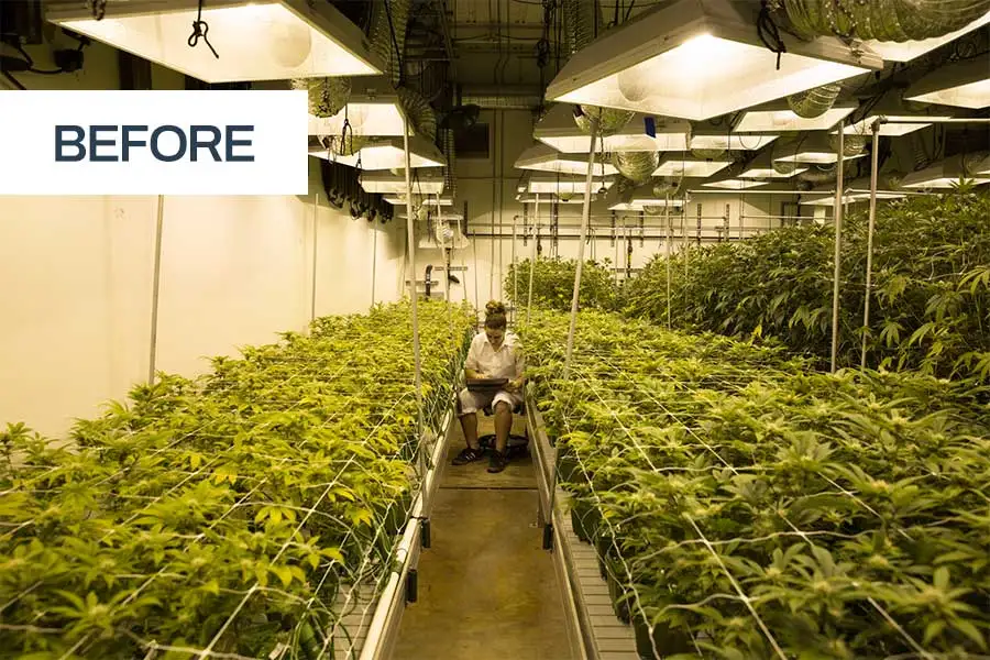 Skyplant 40ft Medical Planting Shipping Hemp Grow Room Blackout Container Farm