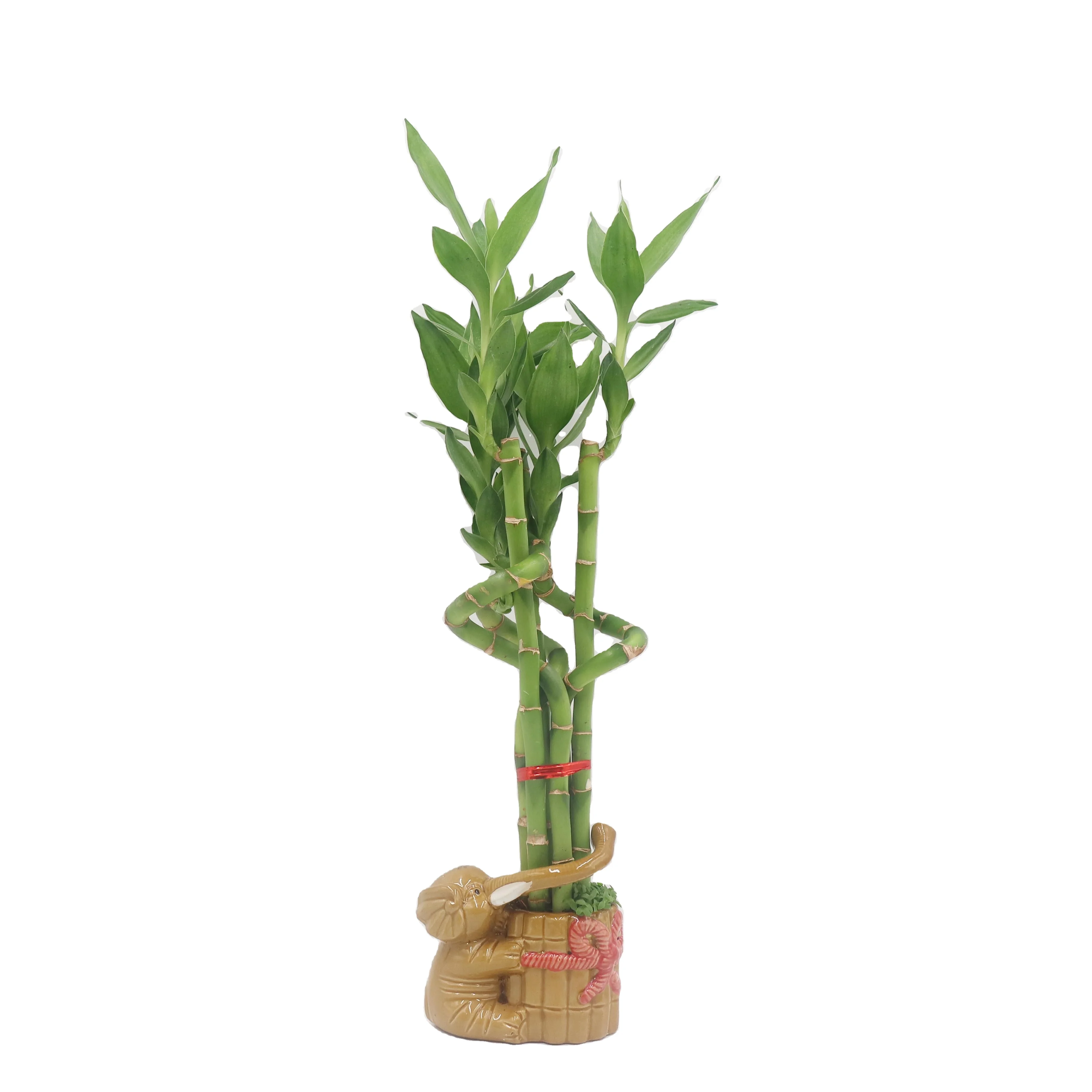 
high quality lucky bamboo ornamental bonsai live plants export in zhanjiang 
