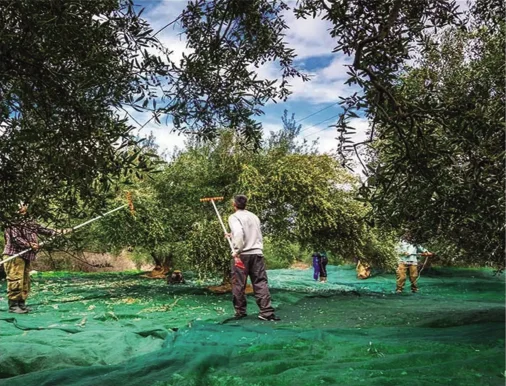 China supplier high quality HDPE olive collecting net olive nets