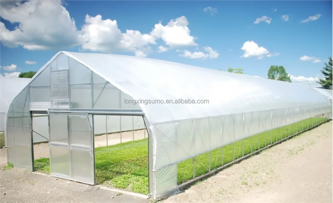 Large Size High Tunnel Agricultural Greenhouse film for Tomato growing