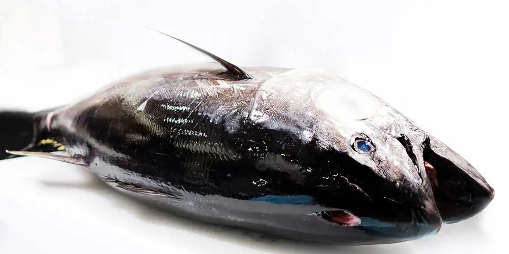 Wholesale bulk dog food treats dried fish tuna cube from Japan