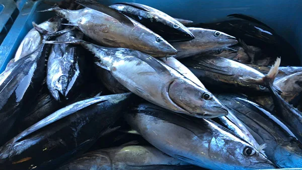 Wholesale Price High Quality Seafood Products Frozen Whole Round Albacore Tuna For Canned