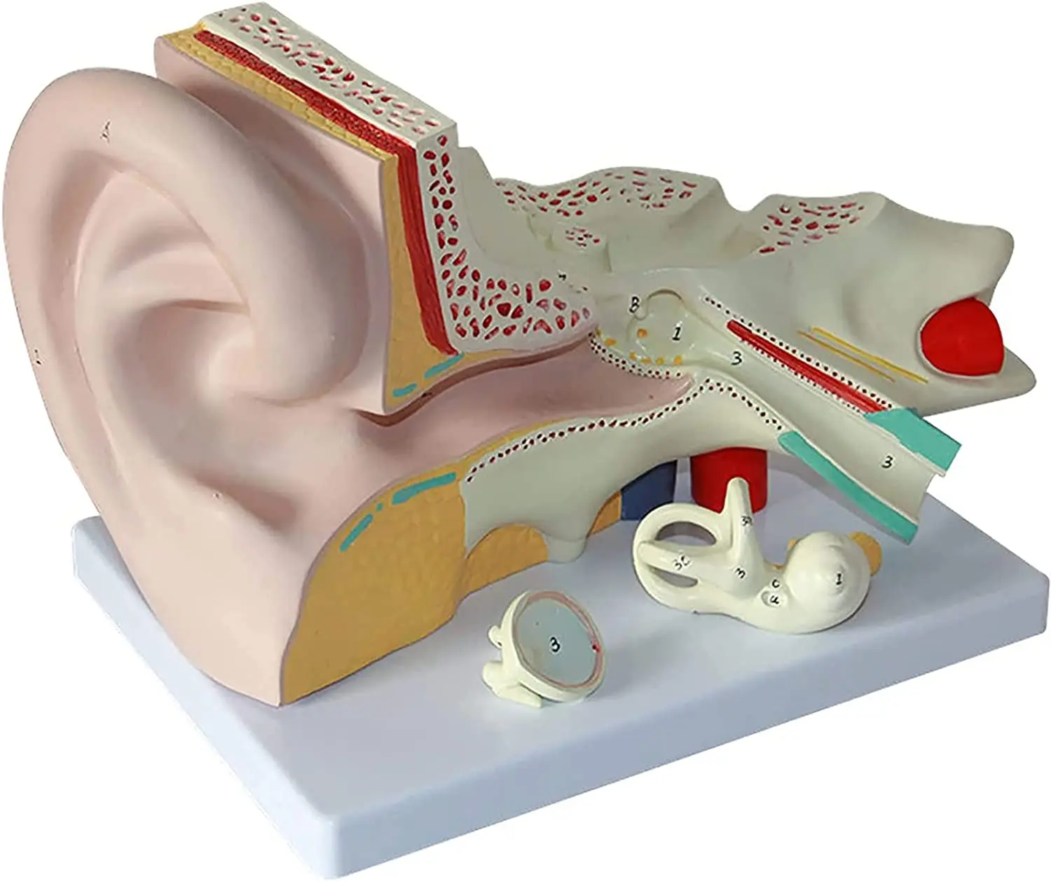 Anatomically Accurate Ear Model Human Ear Anatomy for Science Classroom Study Display Teaching Medical Model