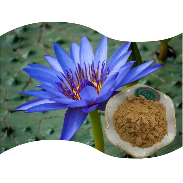 Kosher Certified Natural Blue Lotus Flower Extract Nymphaea Caerulea Extract 10:1 Blue Lotus Extract