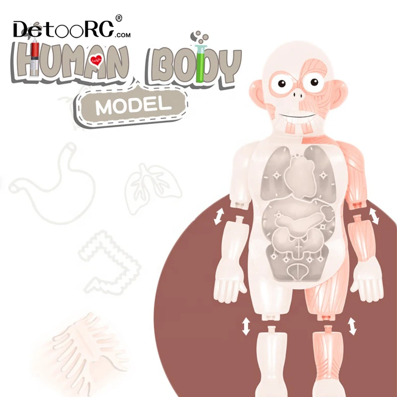 
Detoo DIY Artificial human organ education model intelligence assembled toys for kids human body model toys 