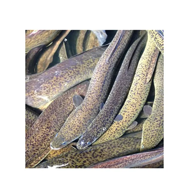 
South Africa delicious hot selling farm baby frozen conger eel 
