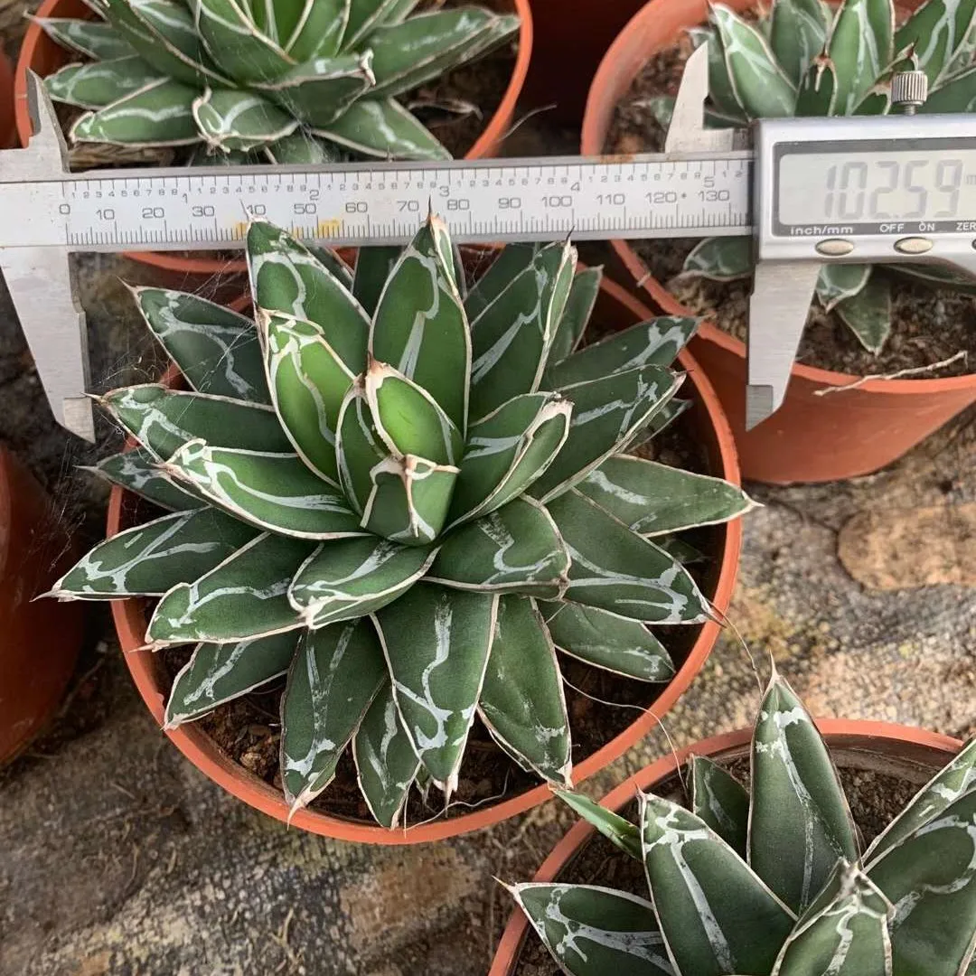 Оптовая продажа натуральный реалистичный кактус для дома и офиса декоративный красочный растущий живой Агава