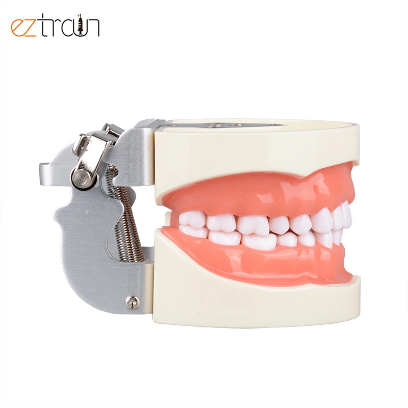 Oral Students Preparation Dental Model 32 Teeth Preparation Dental Model