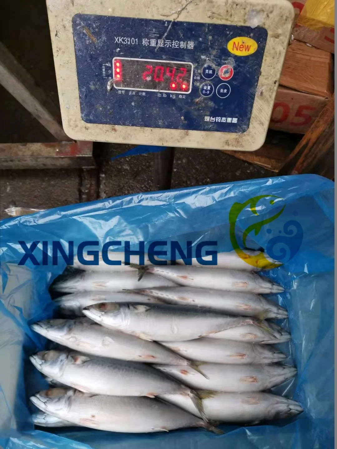 Land Frozen Pacific Mackerel (Scomber Japonicus) Big Size:400-600g/pc