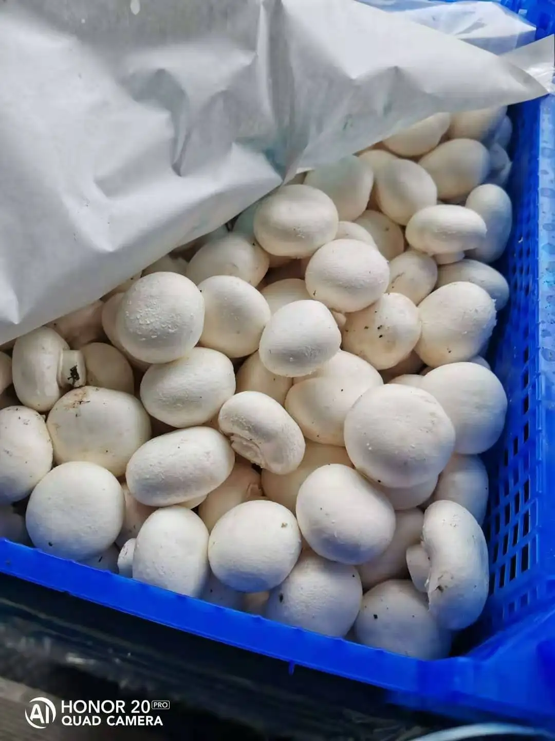 China  dried White button Mushrooms  Raw Origin Type Life Dried BRC Product Place HACCP Source