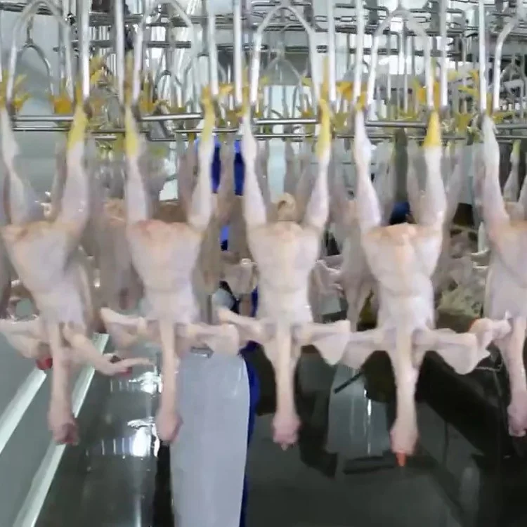 automatic chicken killing line machine / chicken slaughterhouse manufacturer /poultry slaughter machine