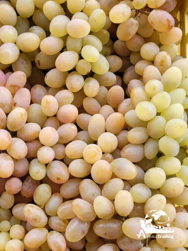 Premium Style High Quality Food Organic Package Weight Origin Quality Size Grade Fresh Sweet Seedless Grapes