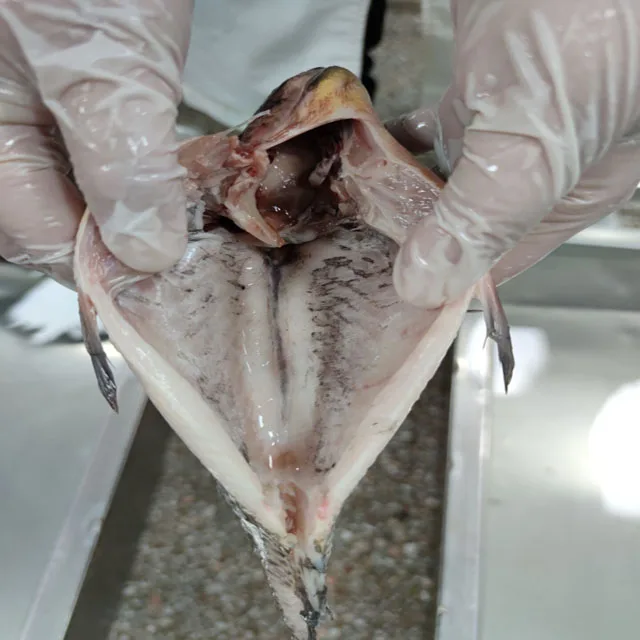 Frozen Tilapia Fish Gutted Scaled Tilapia Fish Price