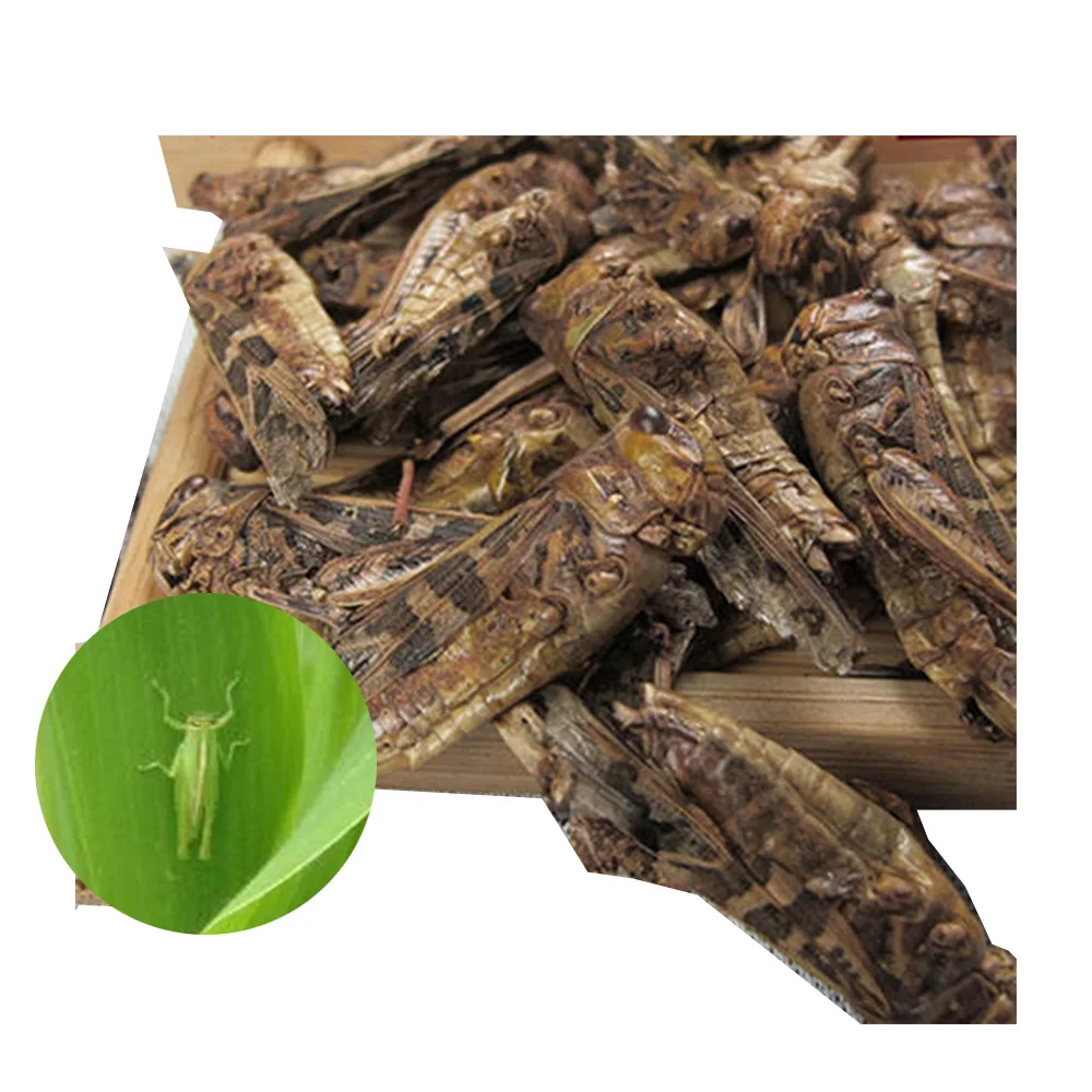 Large Grasshopper dried Locusts for Animal Use Reptiles Chickens Birds Fish Amphibian