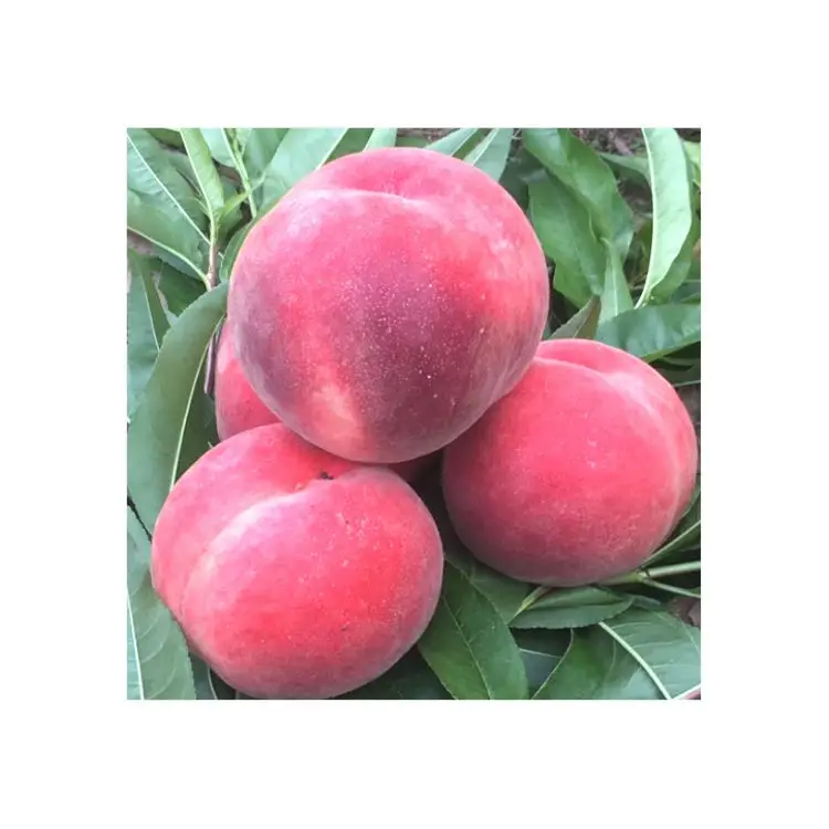 Супер качество Китай Китайский большой формы сладкий Cangfang свежий печи