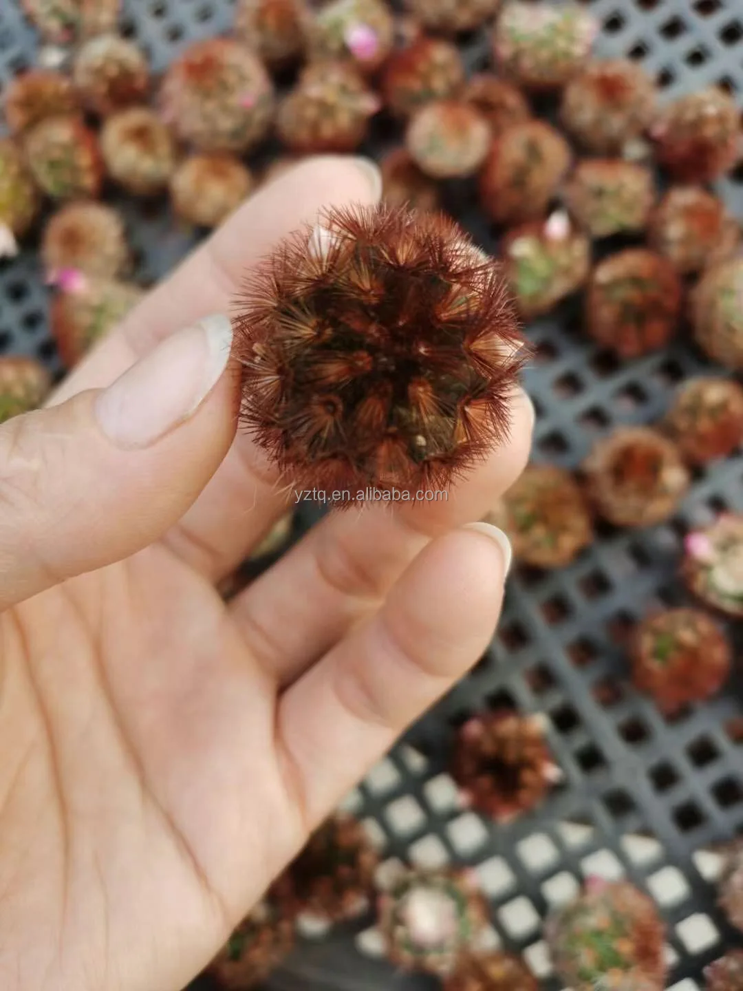 
Thailand hot sale Mammillaria carmenae red thorn mini real live cactus plants self root garden cactus 