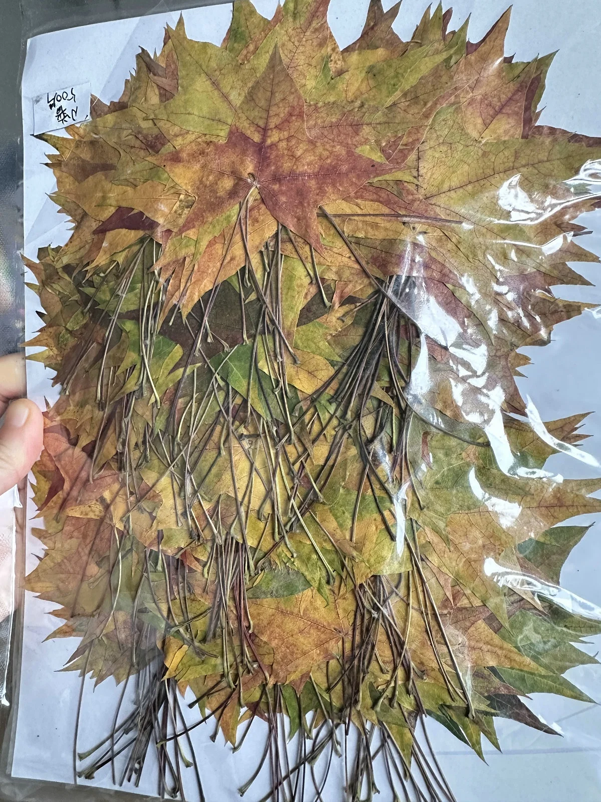 500pcs/pack Sweetgum Autumn Leaf Pressed Botanical Pressed Leaves For Photo Frame Epoxy Resin