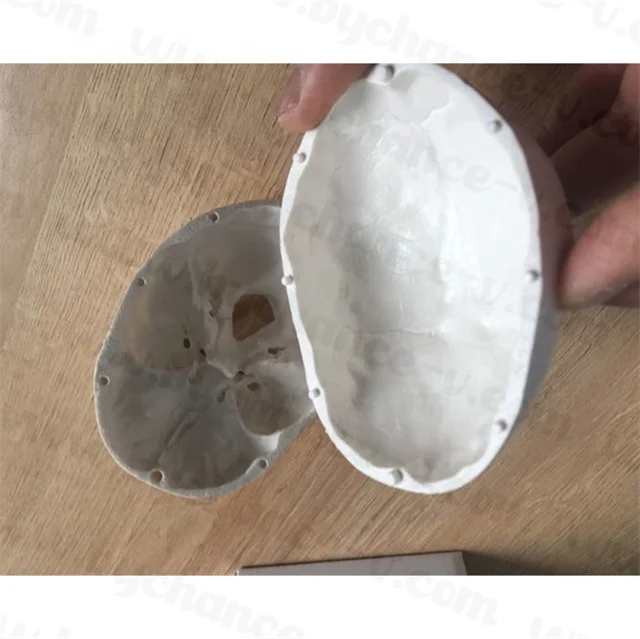 Medical Education props Small Size mini Human Anatomy Skull Model Adult Head Bone for Art Student Sketching