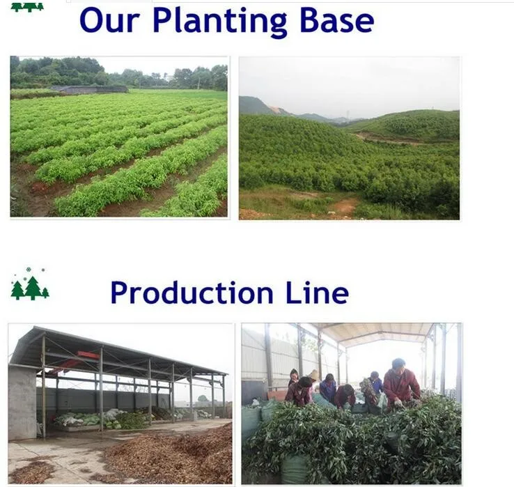 Factory Price Private Label 100% Natural Organic Rosemary Castor Oil Almond Men Women Scalp Care Serum Hair Treatment Growth Oil