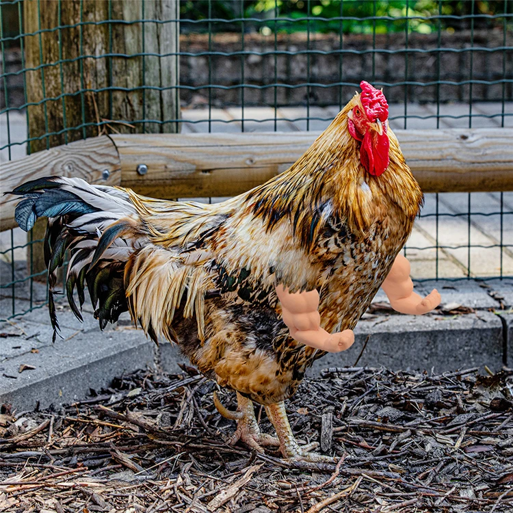 chicken arms to put on chickens toys Fun and interactive toys for chickens to flex their muscles  Middle Finger Style