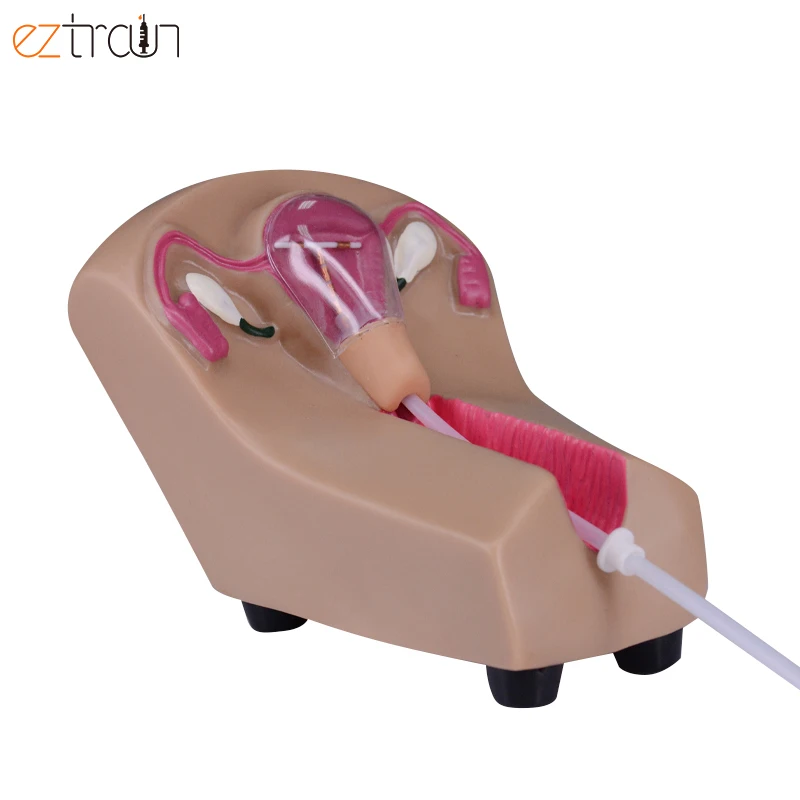 IUD тренировочный симулятор анатомии матки яичников модель для тренировки внутриматочных