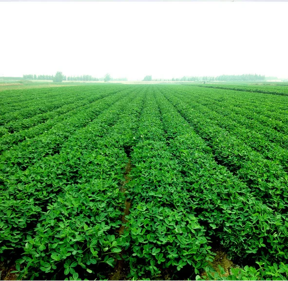 2021 fresh F1 hybrid High yield big colorful peanut seeds/Rich nutrition for planting