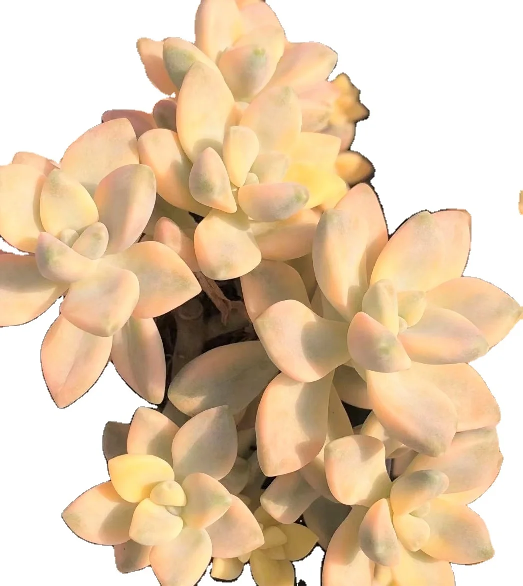 
Special ins promotion Succulent Haworthia truncata Hokusai natural live plants real succulent bonsai 