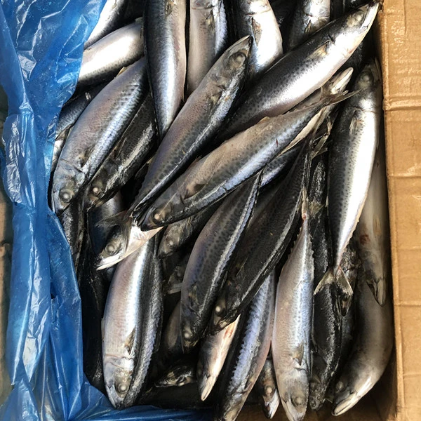 Замороженная рыба-скумбрия BQF Chub Тихоокеанская скумбрия