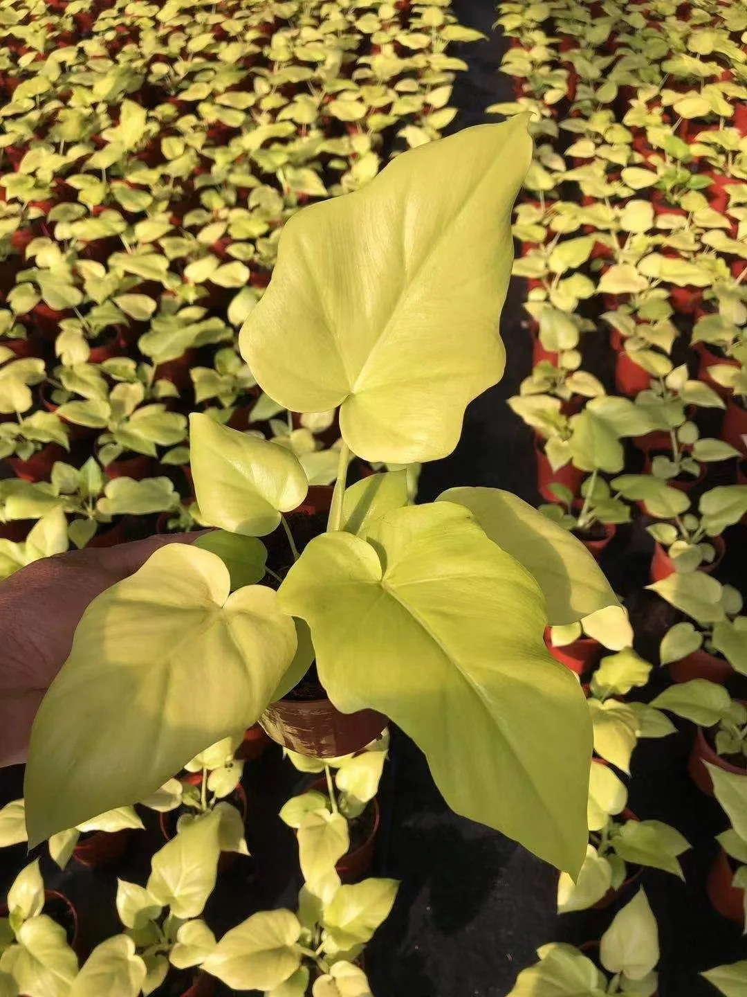 Оптовая продажа горячая Распродажа натуральное живое растение Calathea gold warplace