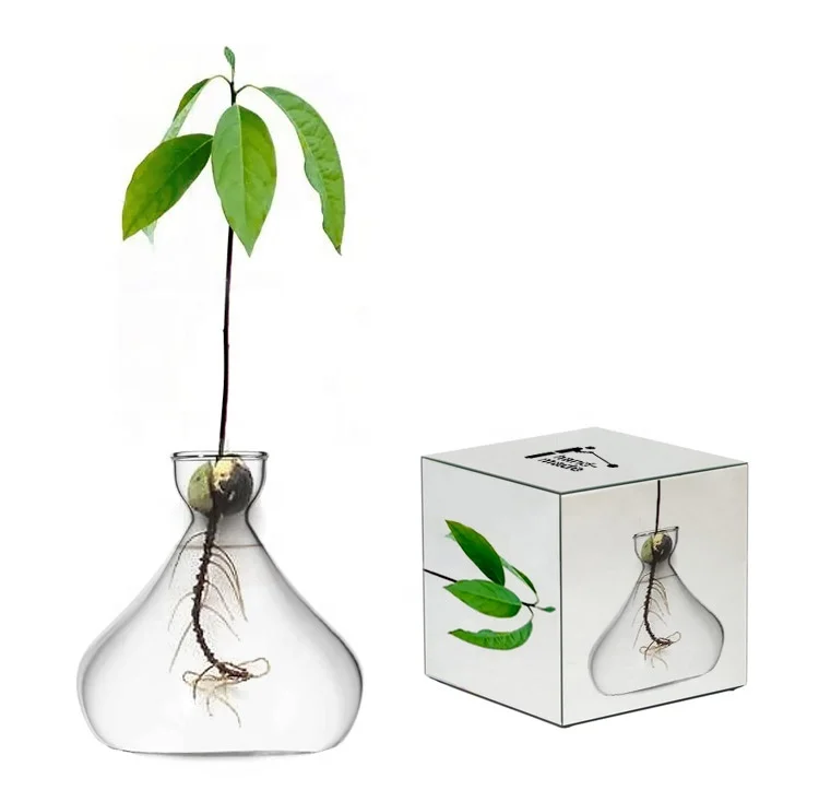 Glass Avocado Propagation Vase Avocados Hyacinths Chestnuts Walnuts Vase Bulb vase