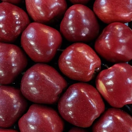 
Whole Sale fresh red chief fresh apples red apples apples greek fruits 