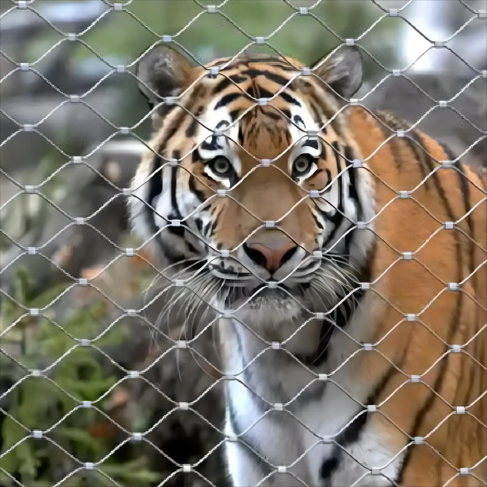 Ferrule Type rope mesh Zoological enclosure Stainless steel wire rope zoo fencing mesh