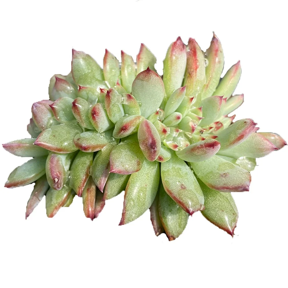 
A variety of succulent plants with about 10 cm in diameter Mini Succulent Plants Wholesale 
