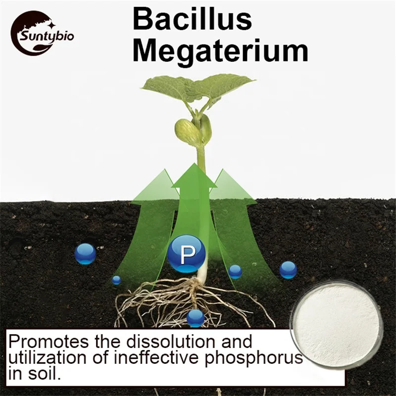 2024 Feed Fertilizer Efficiency Improvement Bacillus Megaterium Megatherium